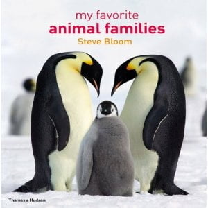 My Favourite Animal Families - David Krut Books