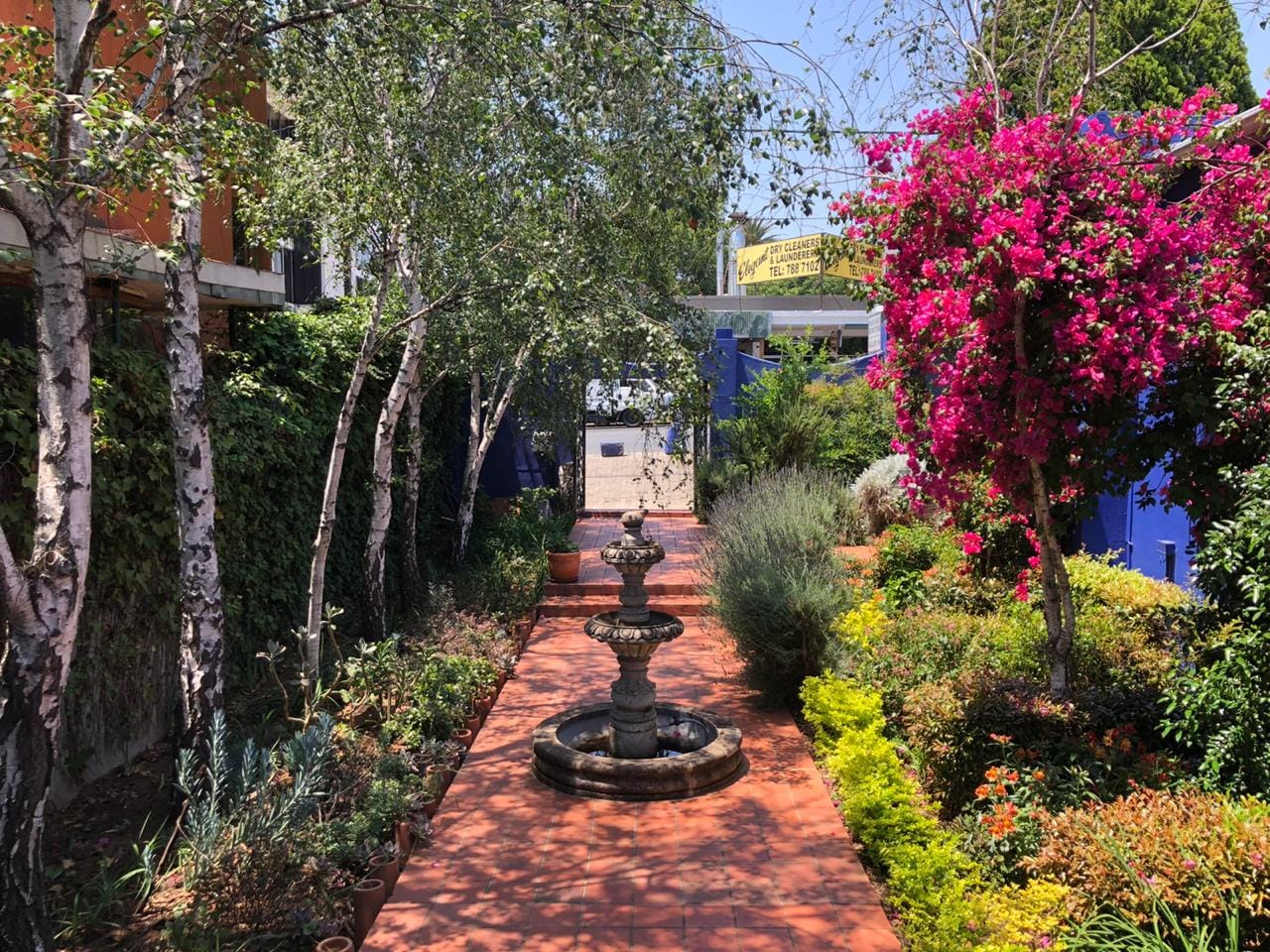 walkway surrounded by trees in bloom