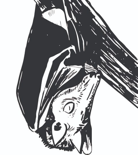 BLOG: A conversation between AfricanBats NPC and David Krut.