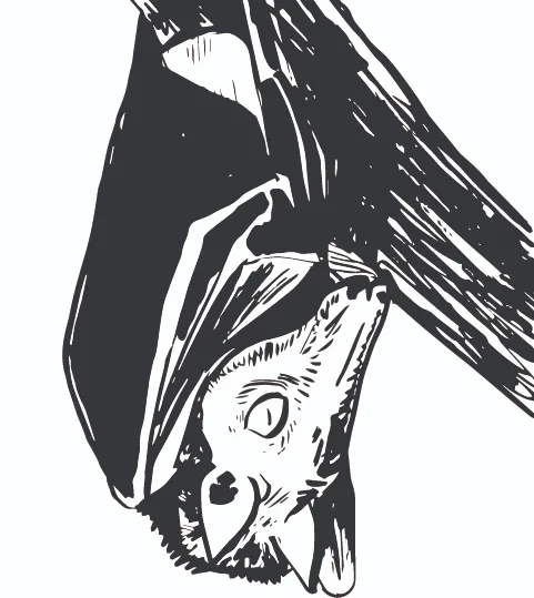 BLOG: A conversation between AfricanBats NPC and David Krut.